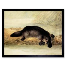 Painting Platypus River Bank Duck Billed 12X16 Inch Framed Art Print