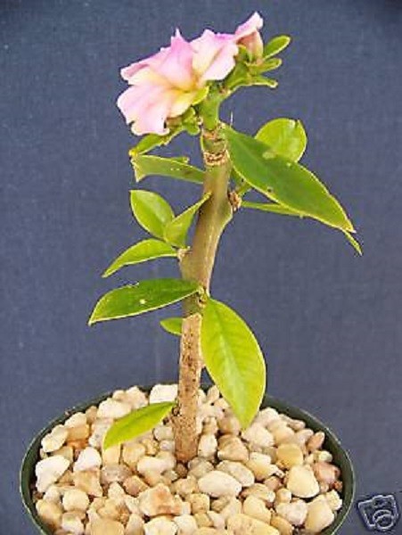 Pereskia grandifolia exotic rare succulent cacti bonsai caudex plant cactus  4" | eBay