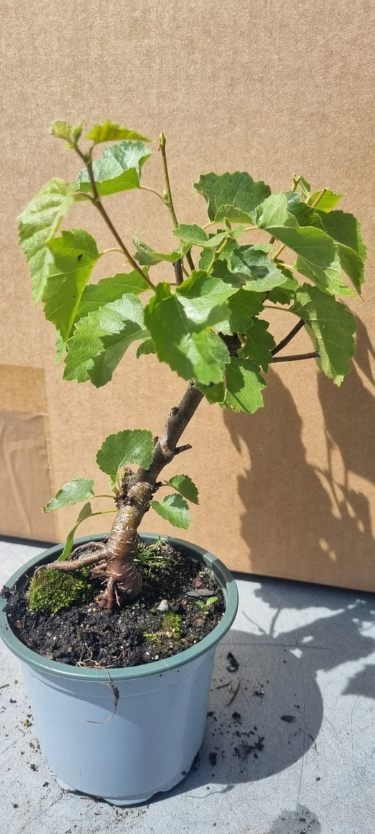 Bonsai Birke online kaufen | eBay.de
