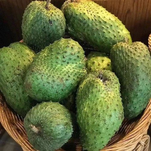 Ratu Soursop Seedss (Annona muricata) var. Ratu 100+ Seedss - Picture 5 of 8