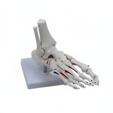 Anatomical Joint Model Detailed Display Life Size Joint Skeleton for Doctors