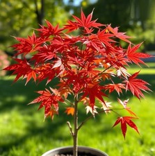 2 winterharter Ahorn rot  / schnellwüchsig exotische Pflanzen für den Garten