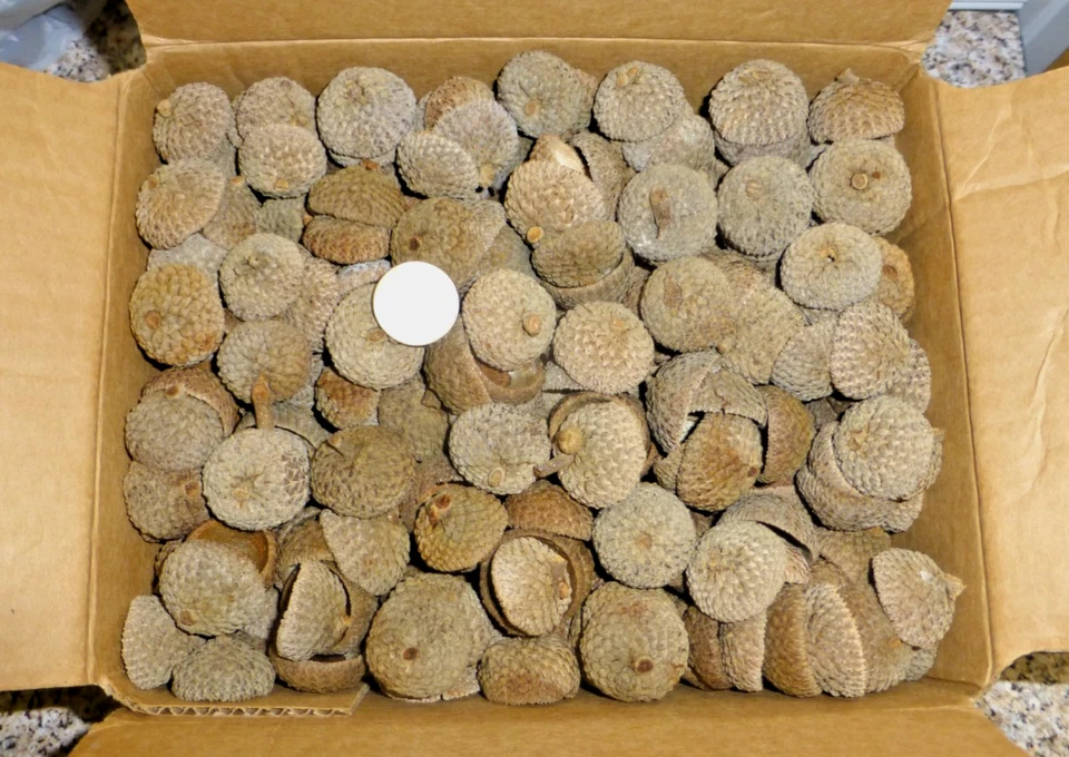 5 lb (660) Roble Blanco 1" GRANDES TAPAS BELLOTA Natural Sombreros Artesanía Decoración Otoño Foto 2 de 4