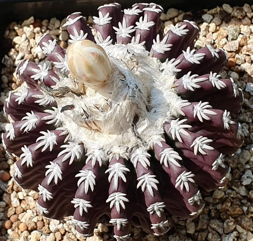 BOTANICAL ARCHIVE Discocactus horstii SEEDS - 991 - Rare Cactus Seeds