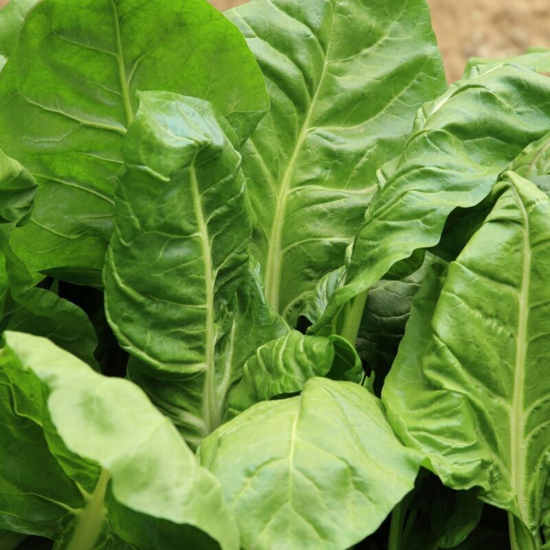 Spinach Perpetual Organic - 6gm Seeds