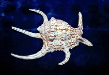 8 to 10" LAMBIS CHIRAGRA SPIDER SEA SHELL NAUTICAL BEACH DECOR TROPICAL