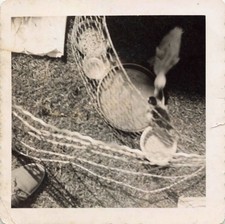 VTG Photo Baby Birds Ducklets Kennel Fence Feeding Bowls