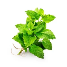 300 LEMON BALM SEEDS | 2026 SALE FREE SHIPPING NON GMO HEIRLOOM