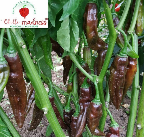 Aji Panca Chocolate Chilli Pepper Sustainably Grown in Australia 10 Seeds - Picture 5 of 10