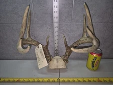 Wild 10 Point 116-5" Whitetail Deer Antler Rack Horn Skull Plate Decor Man Cave