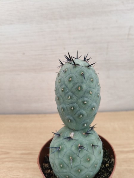 9456 TEPHROCACTUS Geometricus vaso de 8,0cm . En sus raices.#20