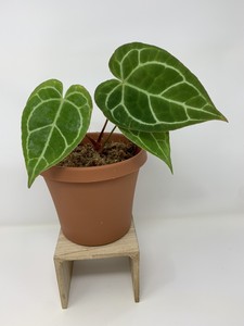 Anthurium Crystallinum - Rare Tropical Aroid Plant 6" Pot ...