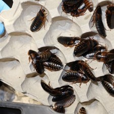 8 Dubia Roaches, Young Females Starting to reproduce