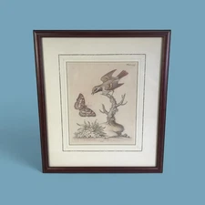 Flycatcher an Original Hand Coloured Antique Copper Engraving After George Edwar