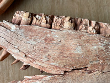 Desert Sun Bleached Teeth and Jaw Bone of a Horse from the Wild West Fossil