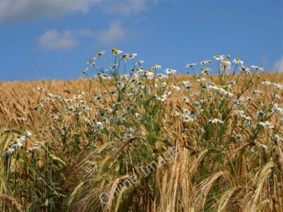 Photo 6x4 The edge of a barley field on the Philiphaugh Estate Oxeye Dais c2009