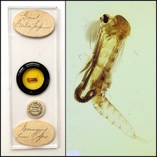  on The Hot Collector