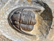 Trilobite Fossil, Cornuproetus cornutus, from Morocco #2