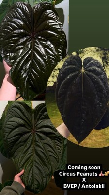 Anthurium Circus Peanuts x Antolakii (BVEP) - Rare Anthurium