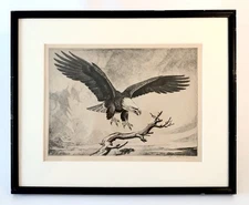Paul Bransom - ca. 1926 Engraving of Eagle Alighting - Halftone - Matted/Framed