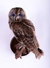 Taxidermy Tawny Owl Bird Wall mount Real Stuffed Animal Hunt Lodge Decor