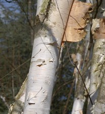 Weißrindige Himalaja-Birke 100-125cm - Betula utilis