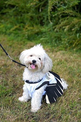 Pets First NFL Cheerleader Dress for Dogs & Cats Sporty & Comfortable Dog Outfit - Picture 23 of 24