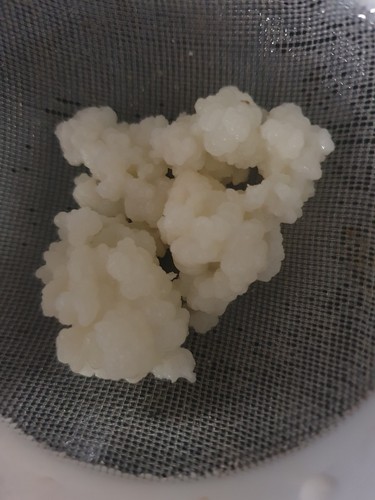 Kefirpilz / Kefir-Knollen für Milchkefir, 20 gr.