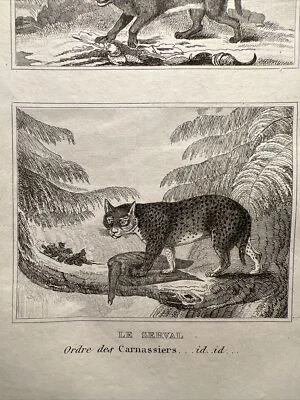ANTIK ILLUSTRATION 1835 LUCHS CARACAL MARDER SERVAL STAHLSTICH BIOLOGIE ZOOLOGIE - Bild 1 von 4