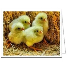 Baby Chick Quartet - Set of Six Notecards - - 5 x 7 Inches