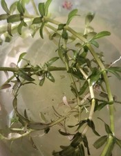 Mixed Bacopa  Beginner Stem Plants   Live Freshwater Aquarium Plant Bunch