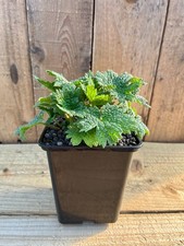 🌱 Motherwort Plant Leonurus cardiaca – Hardy Medicinal Herb in