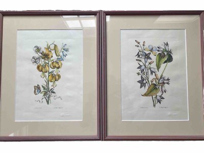 Set of 2!  After Besler, Hand painted EDIZIONI PONTE VECCHIO  Framed Prints