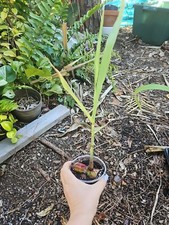 Hilo Buddha Belly Sugarcane Sugar Cane Variegated Starter Plant Organic