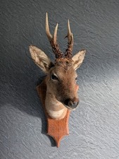 Taxidermy Roe Deer Mount, Made In Scotland.