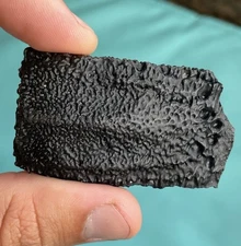 Giant Armadillo Armour Plate Ice Age Fossil Florida