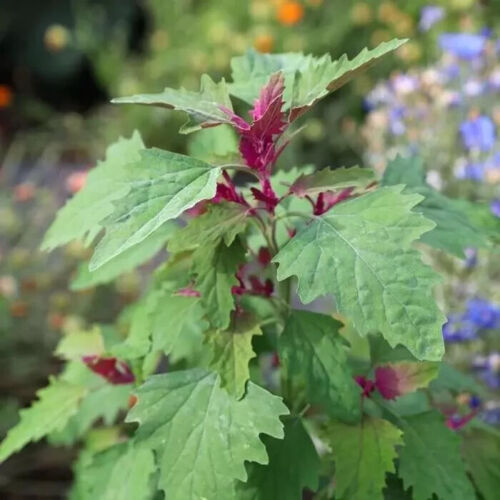 Herb plants, garden ready, 9cm pots lots of choice - Picture 259 of 298