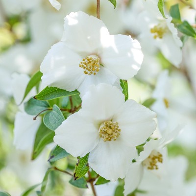 Philadelphus Petite Perfume White -Fragrant Summer Flowering Mock