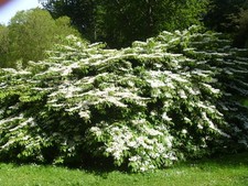 Photo A2 Mount Stewart Gardens [2] Cunningburn A beautiful flowering tre c2015