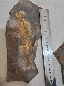 1pc Unique and Authentic Paleontological Fossil 91701