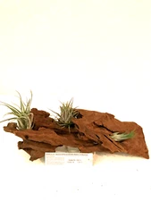 Malaysian Driftwood & Air Plant: A Perfect Fusion of Nature's Beauty, S (10~12")