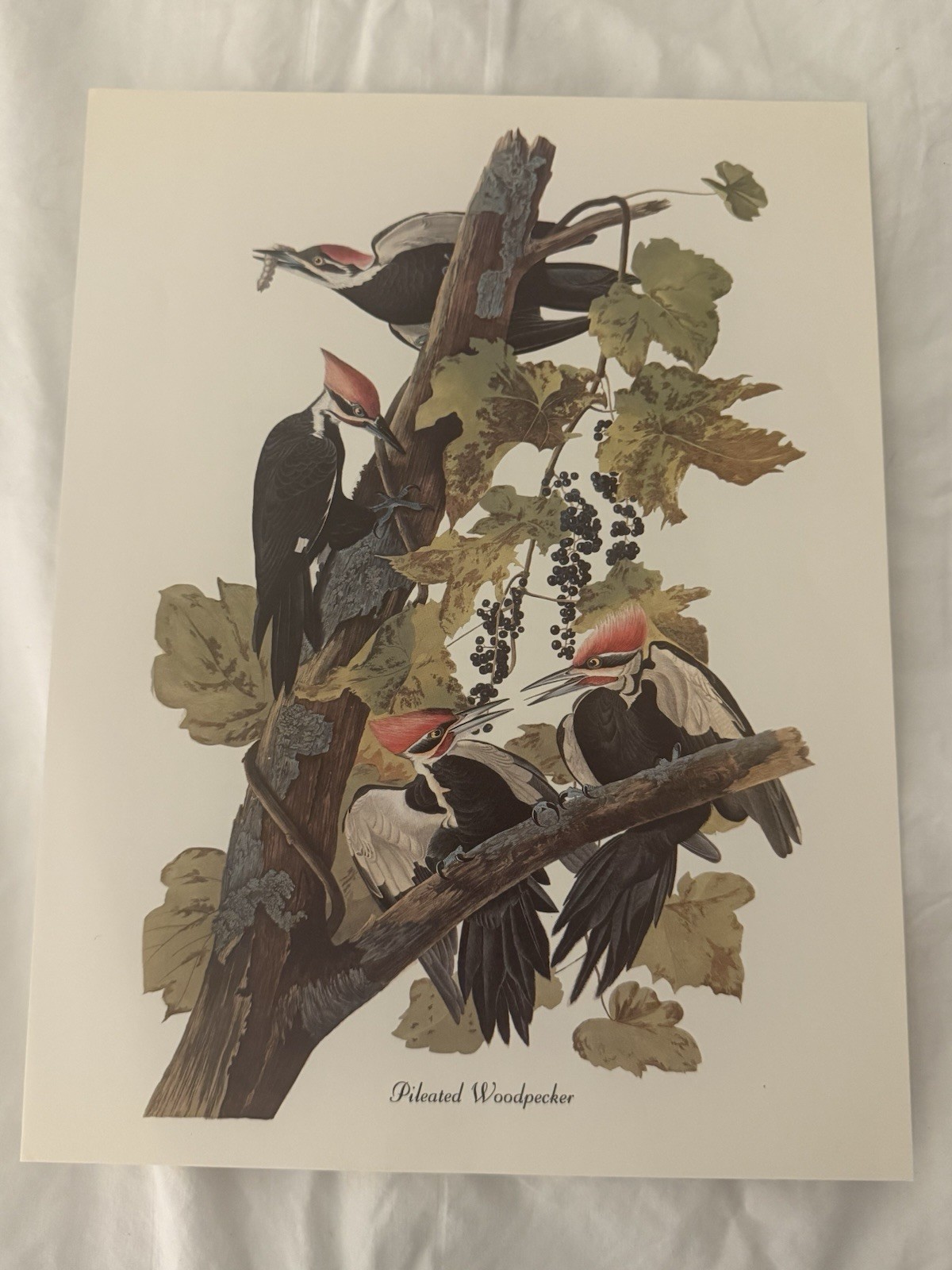 JJ Audubon Pileated Woodpecker Print Nature Birds Realism Unframed Portrait