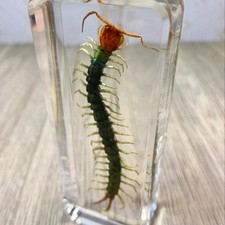 Large Centipede Insect Taxidermy Clear Acrylic Resin Paperweight Entomology