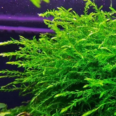 1x1 Inch Portion Of Willow Moss! Live Aquarium Plants! | eBay