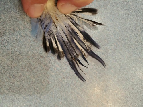 Plumas de cola de periquito periquito completo YV11 v11 - Imagen 3 de 3