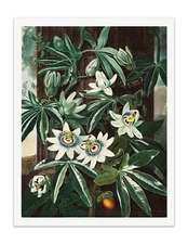 The Passiflora Cerulea 1807 Temple of Flora Botanical Art Print - Wall Decor