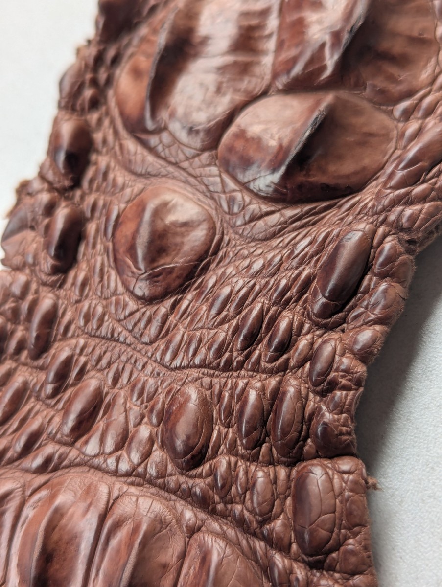 Genuine Crocodile Skin Leather Back Strap Hide Brown 12x 135cm | eBay