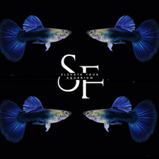 1 Pair - HB Blue -Live Guppy Fish High Quality