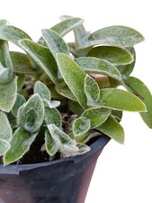 pianta vera di Tradescantia sillamontana pianta da giardino erba miseria