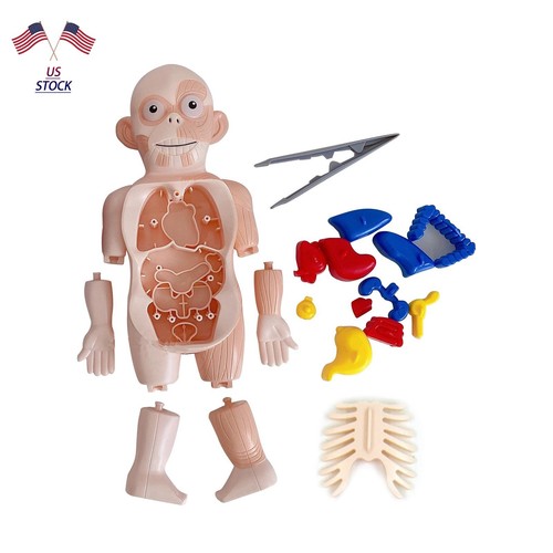 3D DIY Puzzle Human Body Anatomy Model Learning Organ Assembled Toy ...